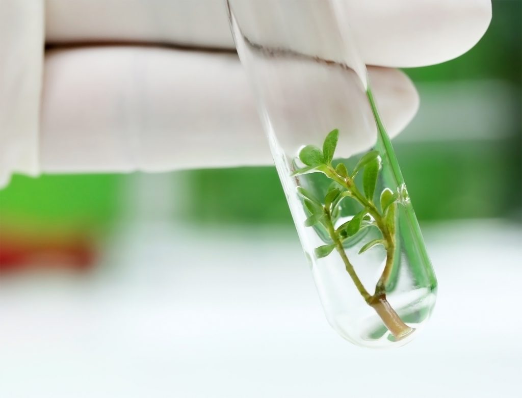 Plant Tissue Culture: Cloning of the Future?